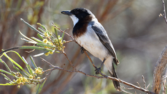 Pachycephala lanioides