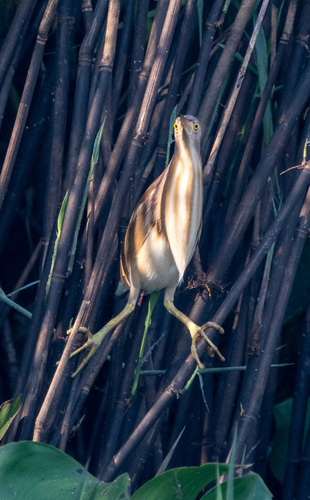 Yellow Bittern (Botaurus sinensis), photo 10