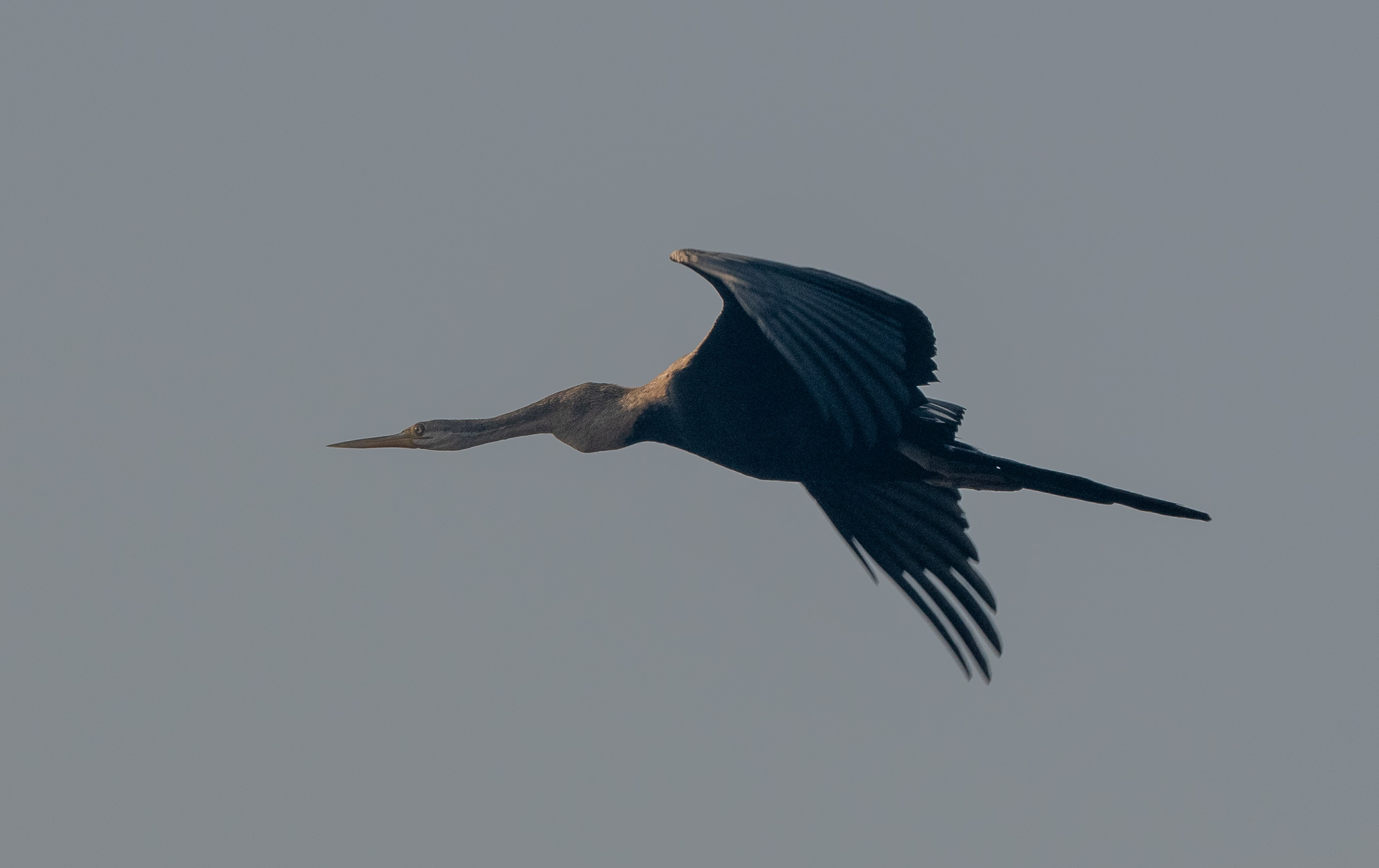 Oriental Darter