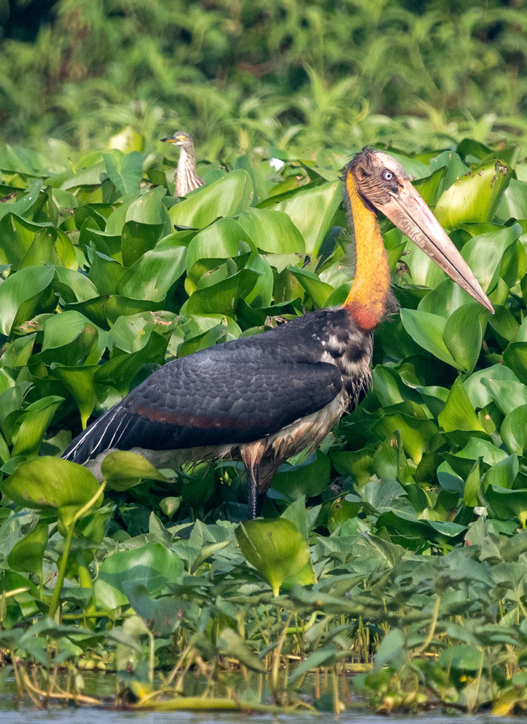 Lesser Adjutant