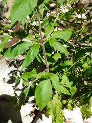 Eupatorium cannabinum cannabinum