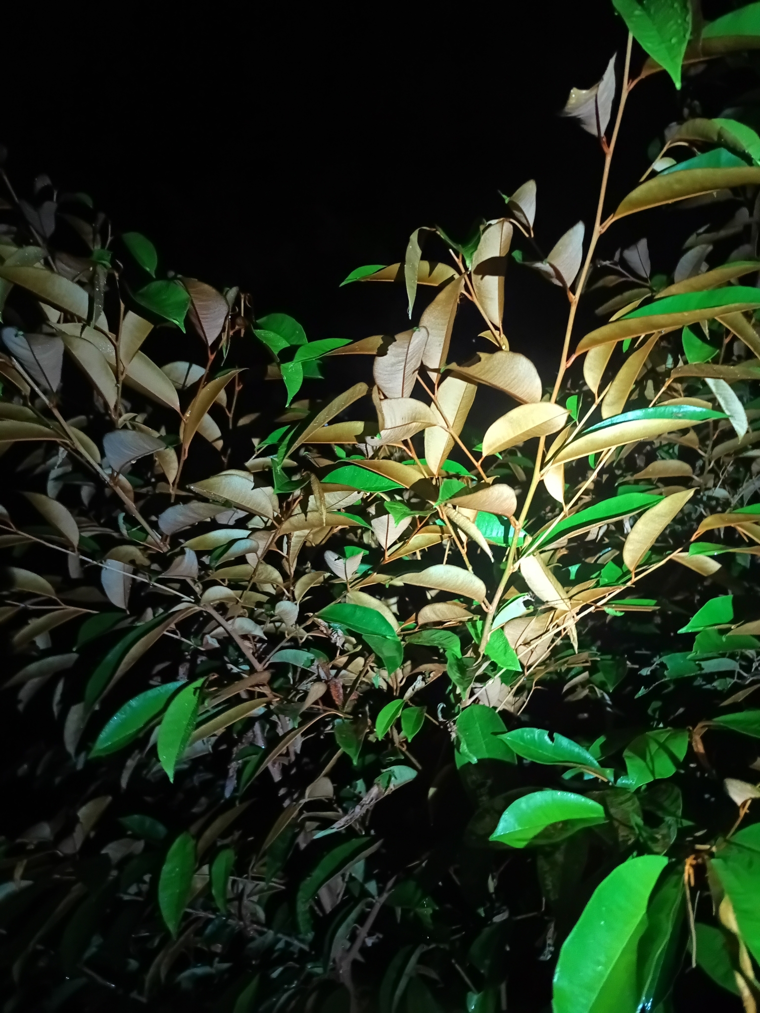 Imagem de Abiu-do-Pará