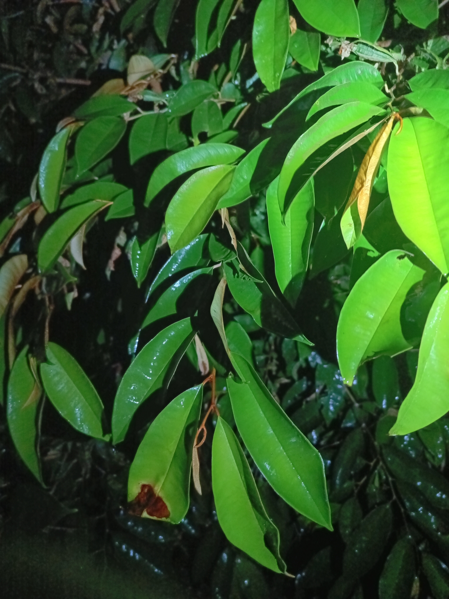 Imagem de Abiu-do-Pará