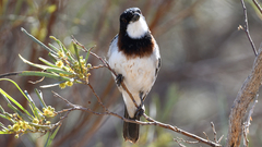 Pachycephala lanioides