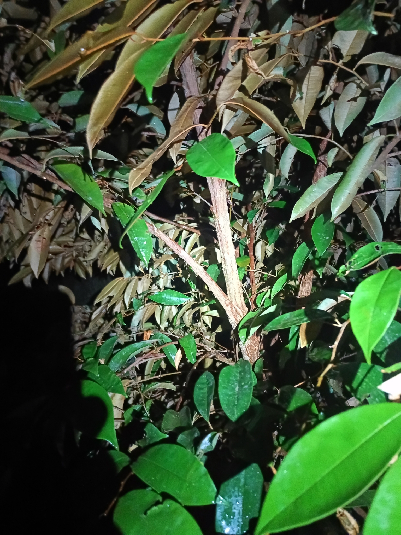Imagem de Abiu-do-Pará