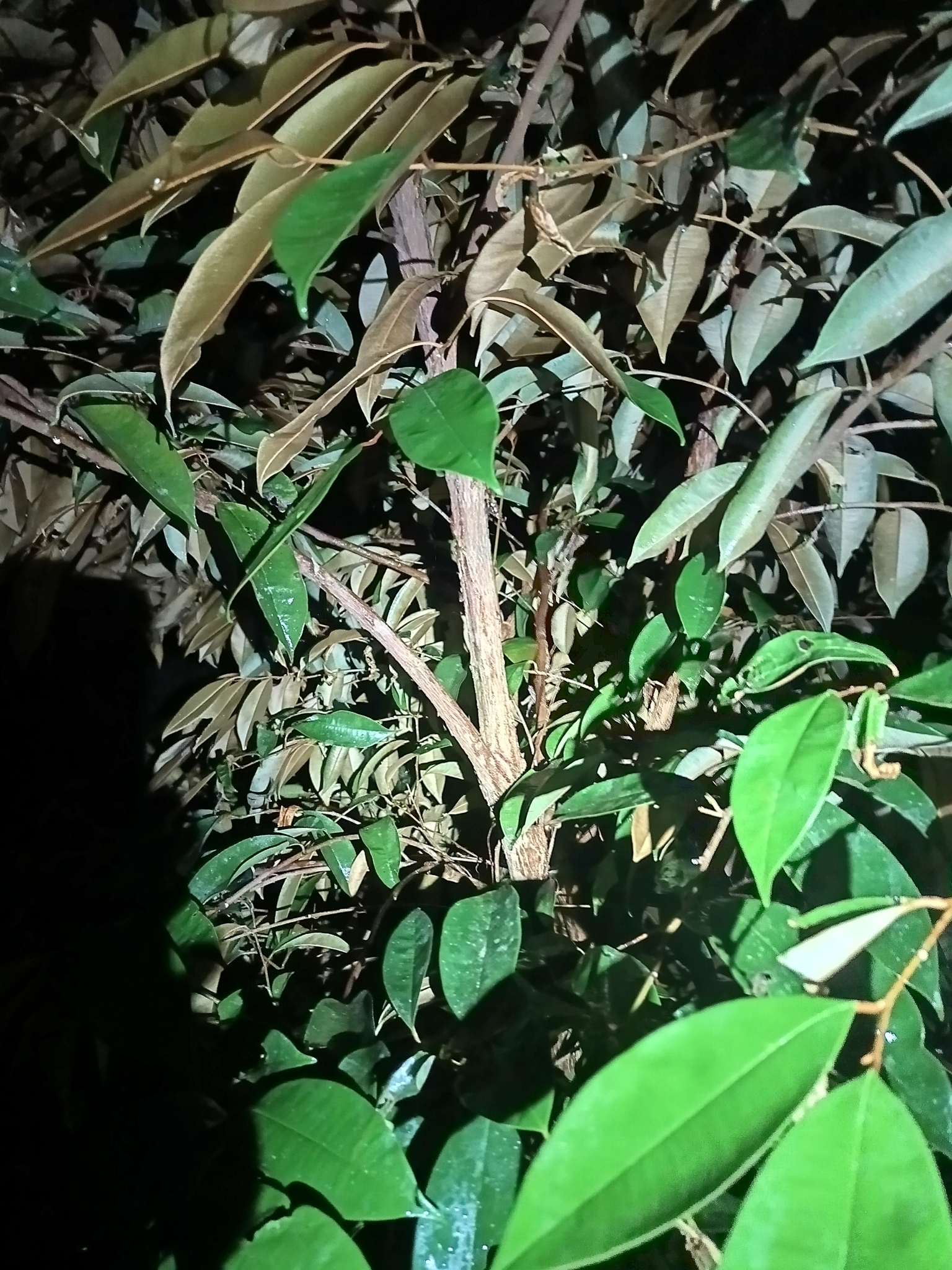 Imagem de Abiu-do-Pará