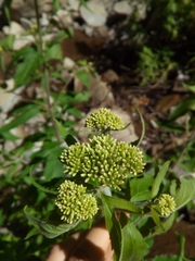 Eupatorium cannabinum cannabinum