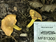 Cantharellus lewisii