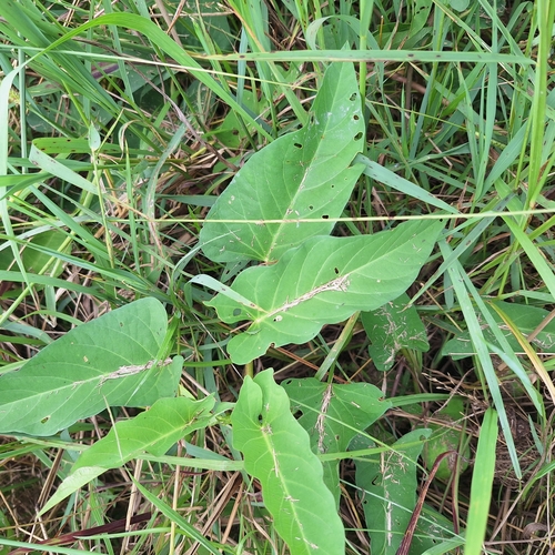 Ipomoea aquatica