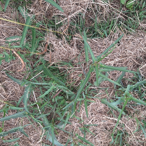 Ipomoea aquatica
