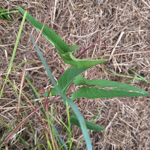 Ipomoea aquatica