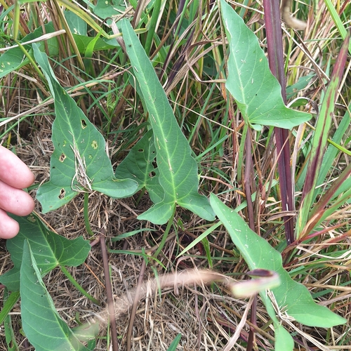Ipomoea aquatica