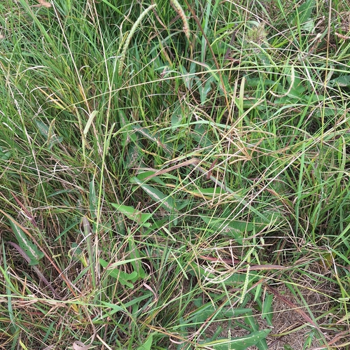 Ipomoea aquatica