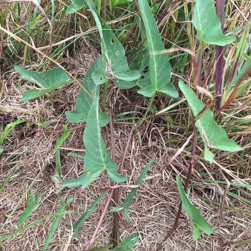 Ipomoea aquatica