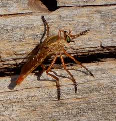 Diogmites angustipennis