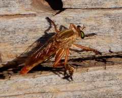 Diogmites angustipennis