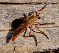 Diogmites angustipennis