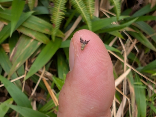 Tetreuaresta obscuriventris observed 2025-02-14