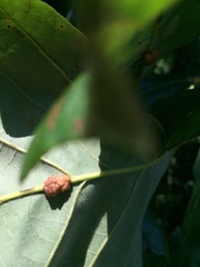 Andricus nigricens