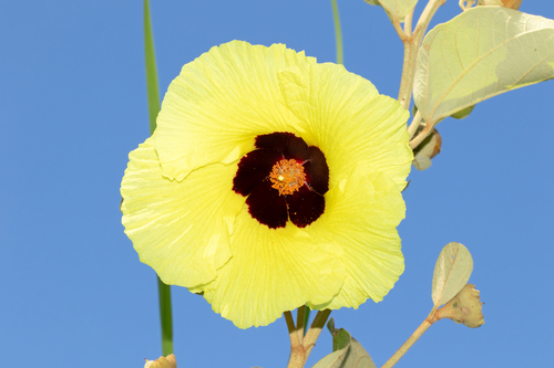Thespesia thespesioides observed 2025-01-27