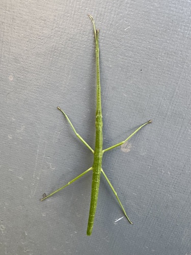 Photo of Robinson's Stick Insect (Candovia robinsoni)