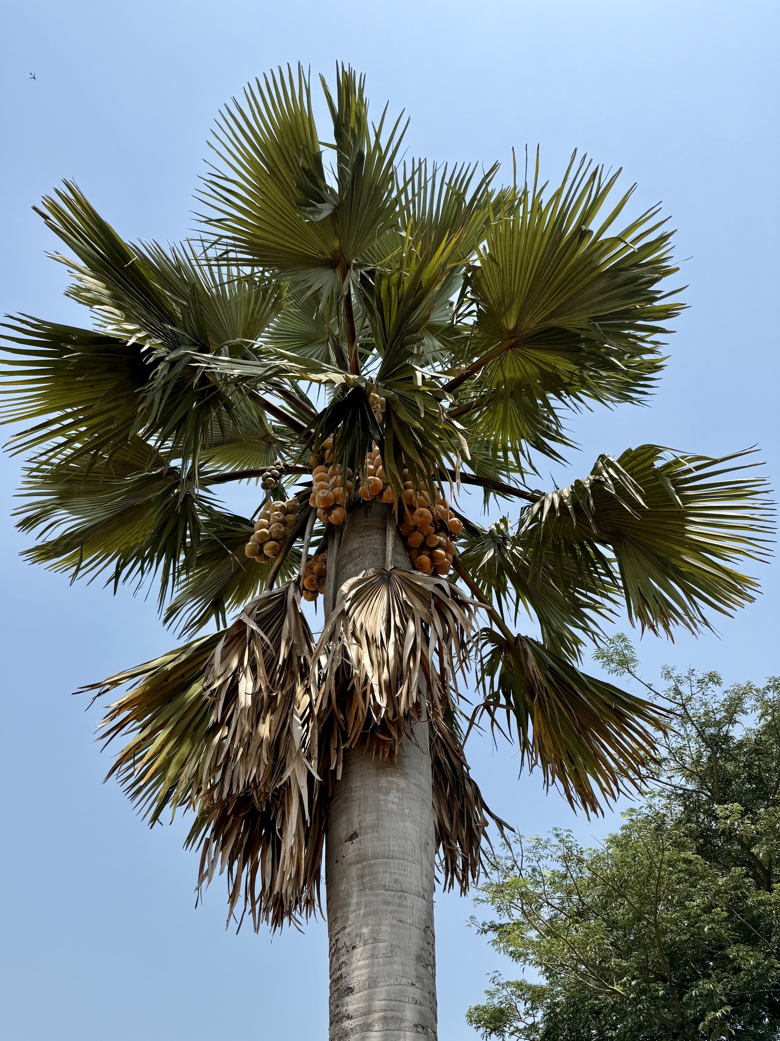 Imagem de Buriti