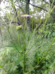 Aster tataricus