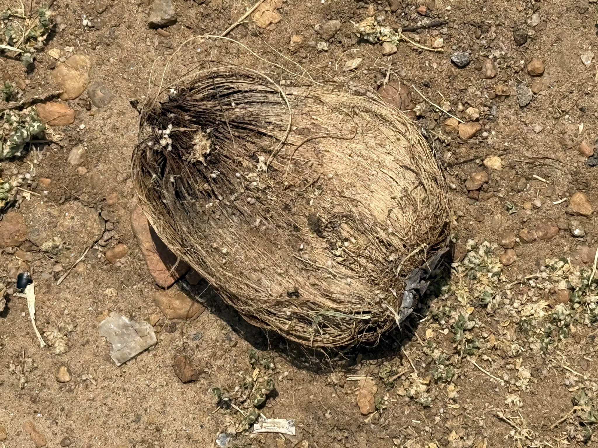 Imagem de Buriti