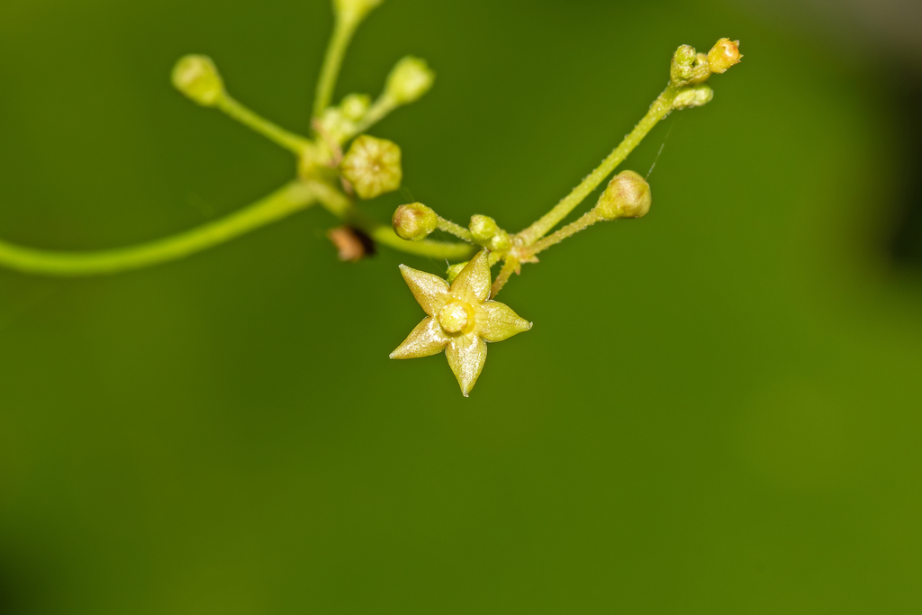 Vincetoxicum flexuosum (Vincetoxicum flexuosum)