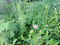 Aster tataricus