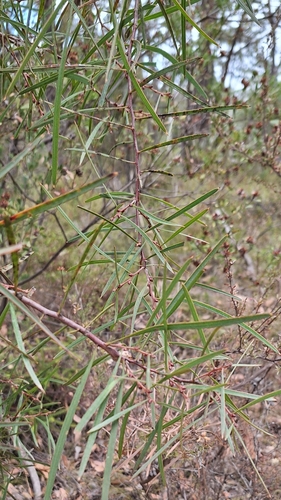 Image of Hakea carinata by no rights reserved