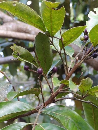 Foto de Pau-pombo
