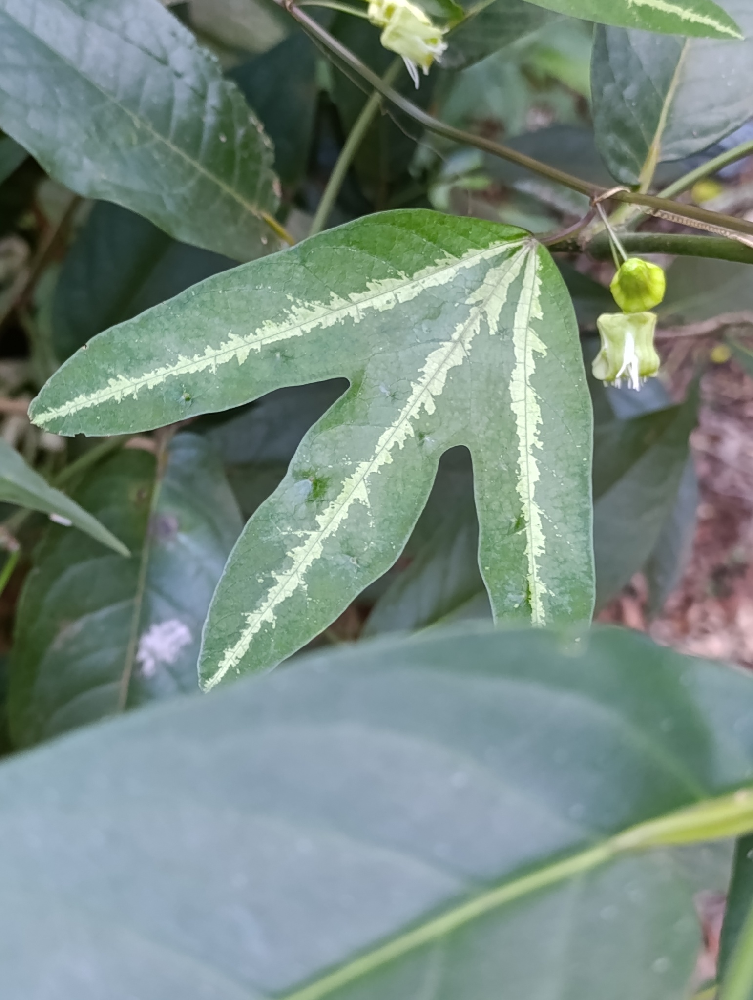 Passiflora tricuspis