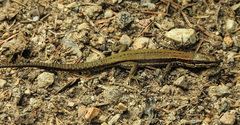 Podarcis muralis