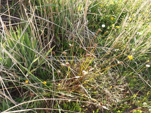 Image of Juncus sonderianus by (c) Arnim Littek, some rights reserved (CC BY)