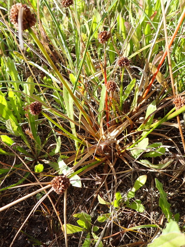 Image of Juncus sonderianus by (c) Arnim Littek, some rights reserved (CC BY)