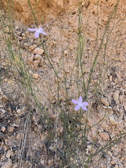 Lygodesmia juncea
