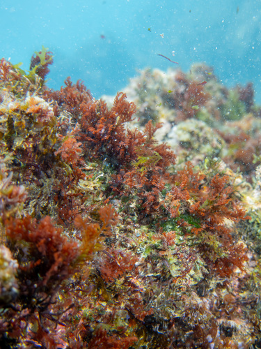 Portieria hornemannii observed 2025-02-08