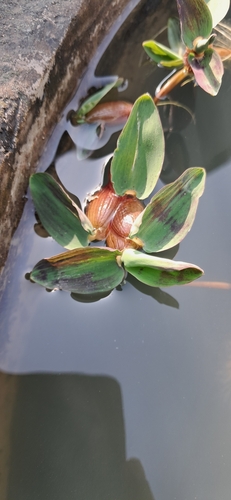 Hygroryza aristata, photograph 4