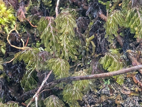 Image of Hymenophyllum lanceolatum by (c) Damien Wallace, some rights reserved (CC BY)