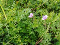 Erodium stephanianum