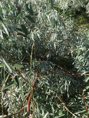 Elaeagnus angustifolia