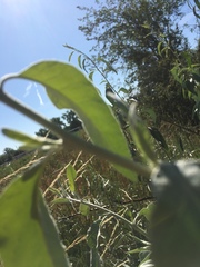 Elaeagnus angustifolia