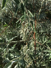 Elaeagnus angustifolia