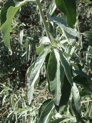 Elaeagnus angustifolia