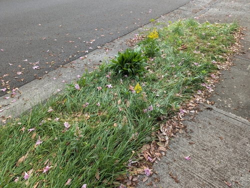 Solidago altissima observed 2025-02-14
