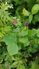 Amelanchier bartramiana