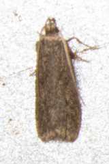 Glyphidocera