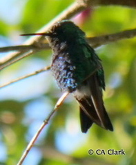 Chrysuronia grayi