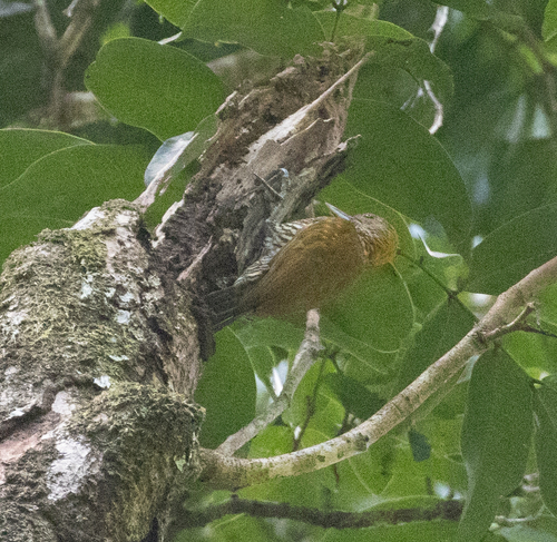 Golden-collared Woodpecker (Veniliornis cassini), photo 9